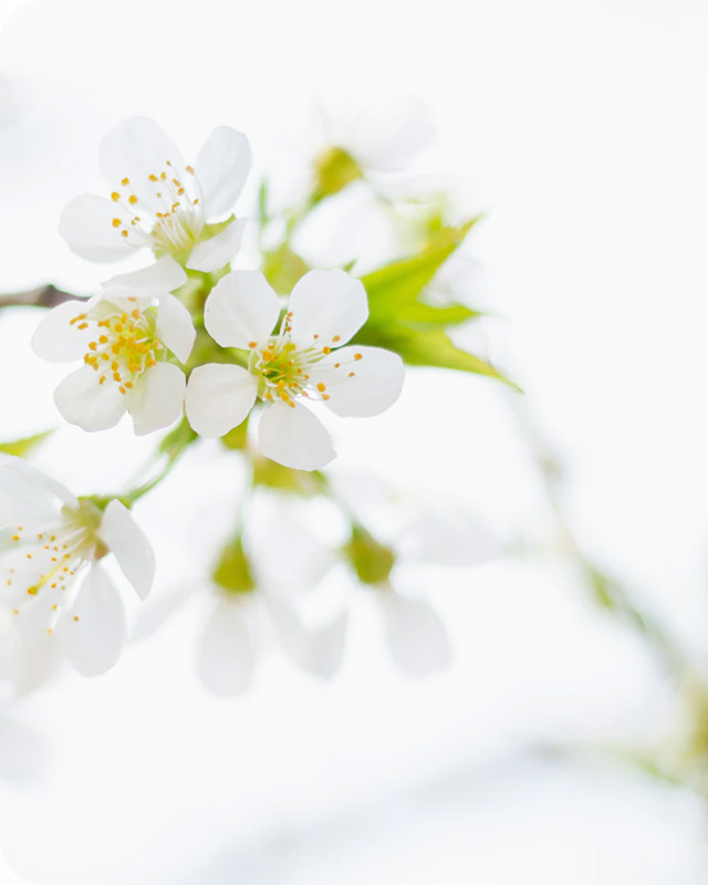 Interiér spojený s přírodou.