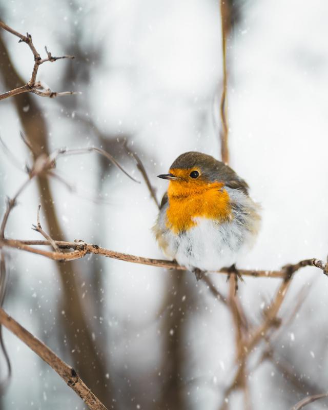Interiér spojený s přírodou.